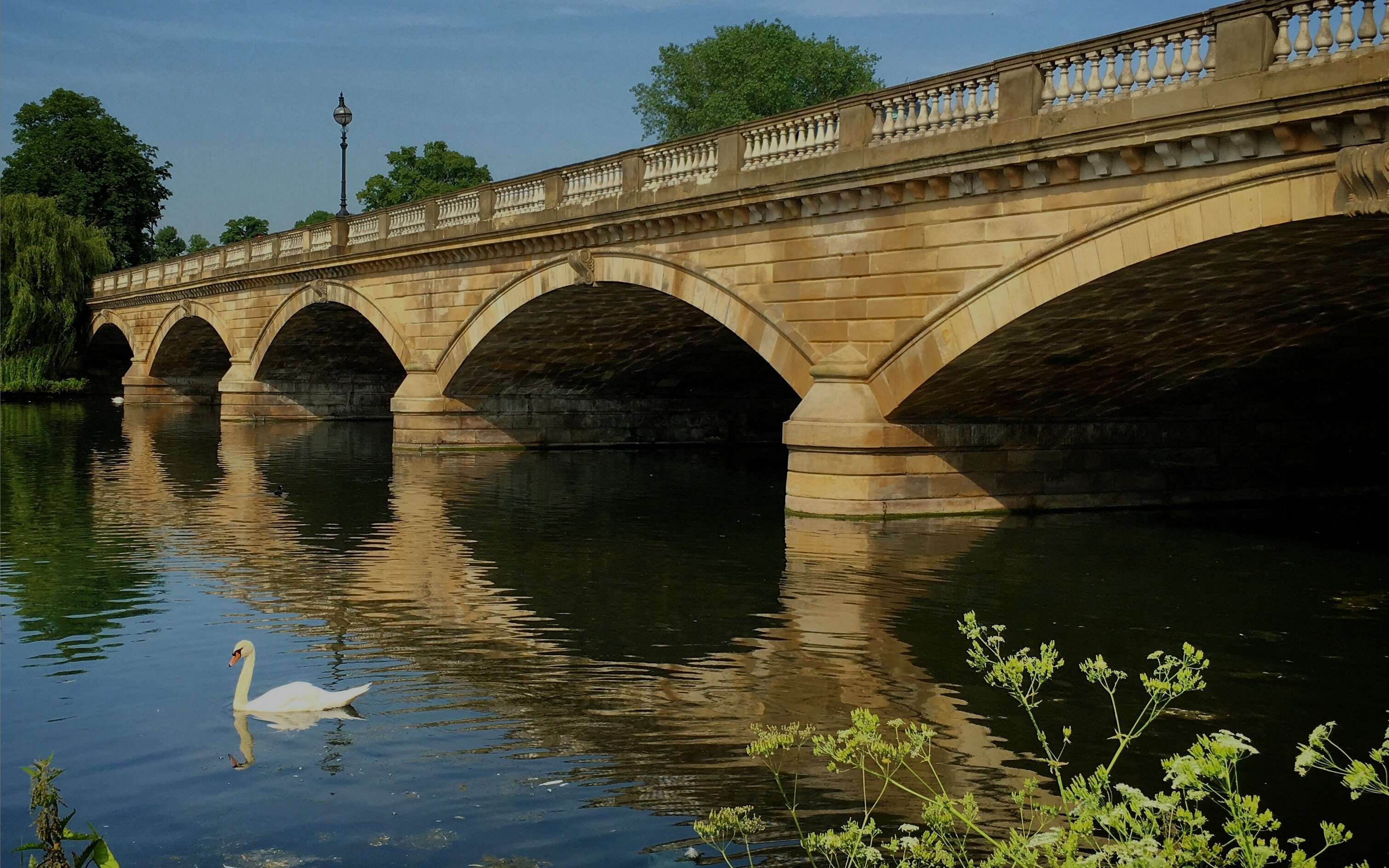 Swan swimming near a bridge on The Serpentine Lake, Hyde Park, London.