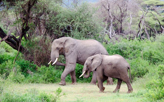 da zanzibar: safari in 4x4 con trasferimento in aereo al parco nazionale di nyerere-3