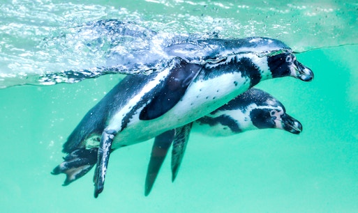 aquarium of the pacific tickets