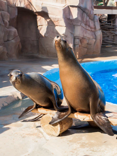 Seals posing by the pool at Marineland Antibes.