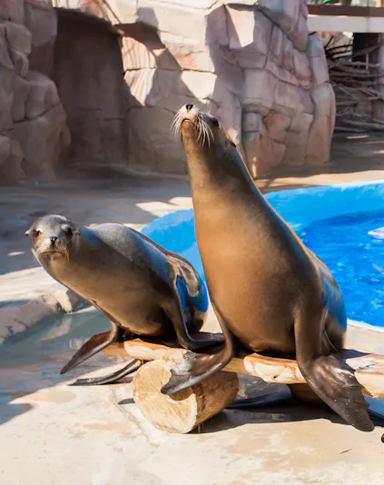 Seals posing by the pool at Marineland Antibes.