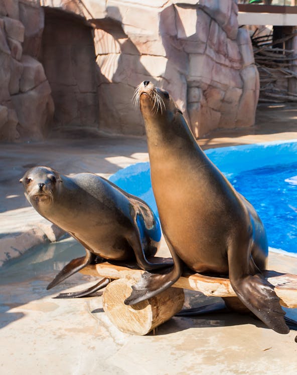 Seals posing by the pool at Marineland Antibes.