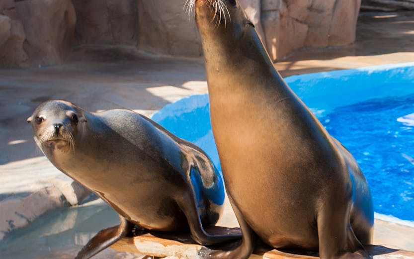 Seals posing by the pool at Marineland Antibes.