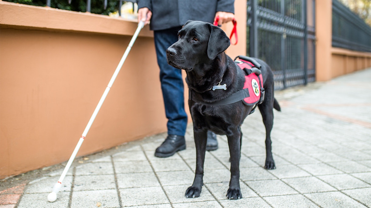 Guide dog leading visitor through Naples National Archaeological Museum entrance.
