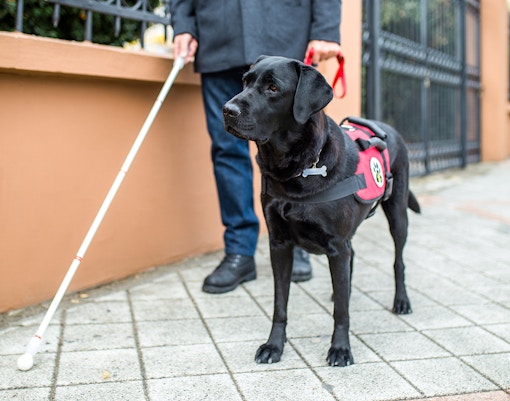 Guide dog assisting visitor at Naples National Archeological Museum.