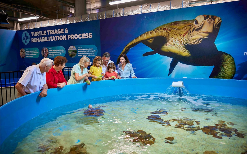 Visitors observing turtles at Cairns Aquarium Turtle Hospital tour.