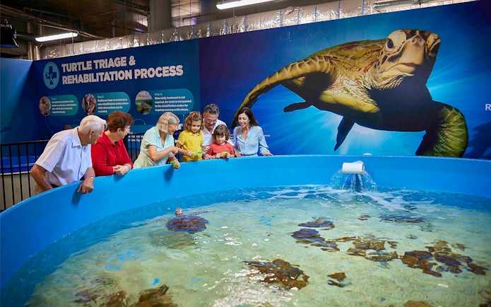 Visitors observing turtles at Cairns Aquarium Turtle Hospital tour.
