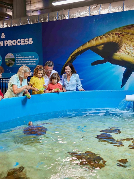 Visitors observing turtles at Cairns Aquarium Turtle Hospital tour.