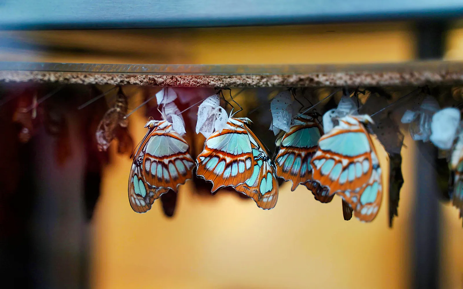 Butterflies emerging from chrysalises at Niagara Falls Butterfly Conservatory, Canada.