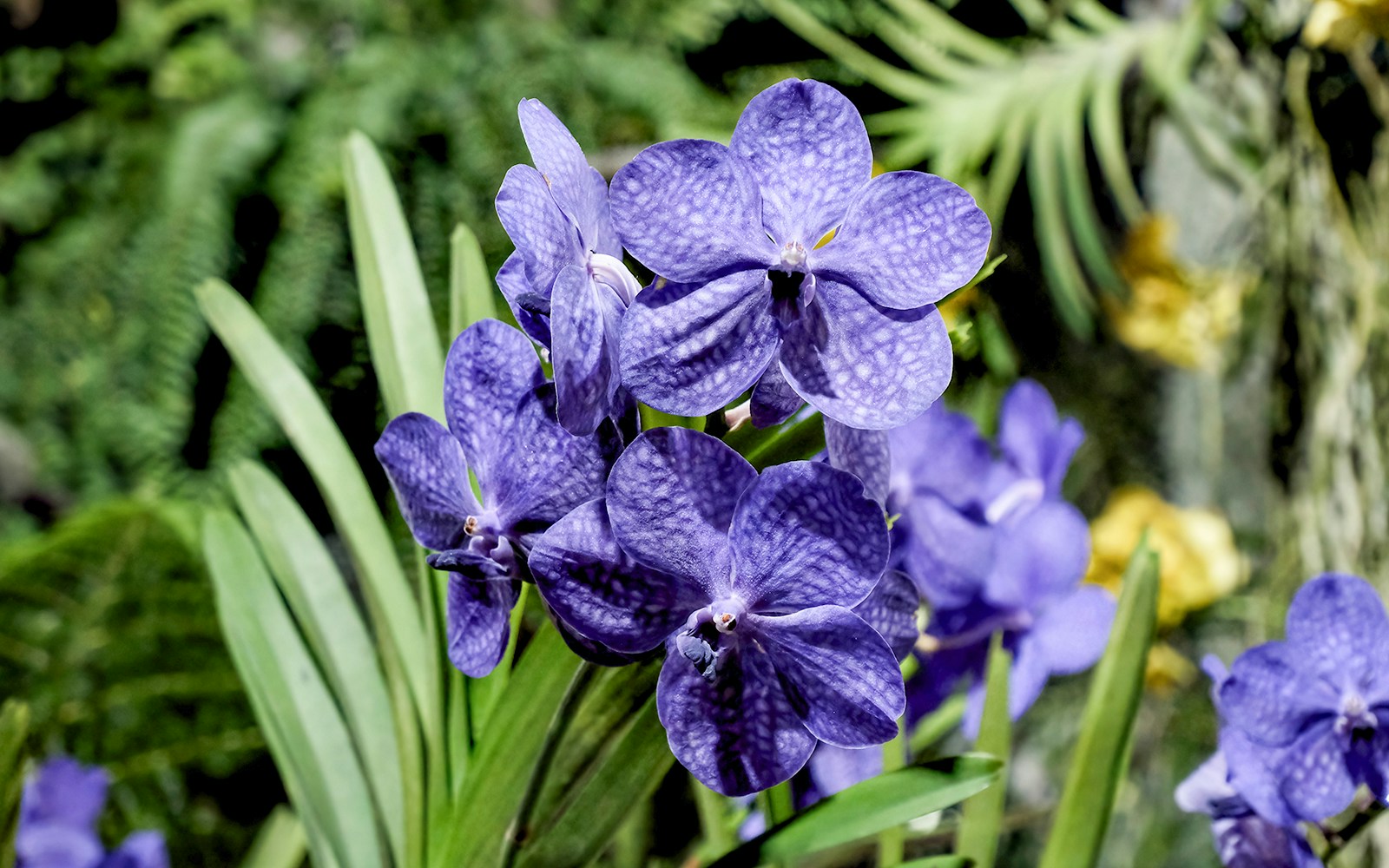 Close-up of blue Vanda coerulea orchids