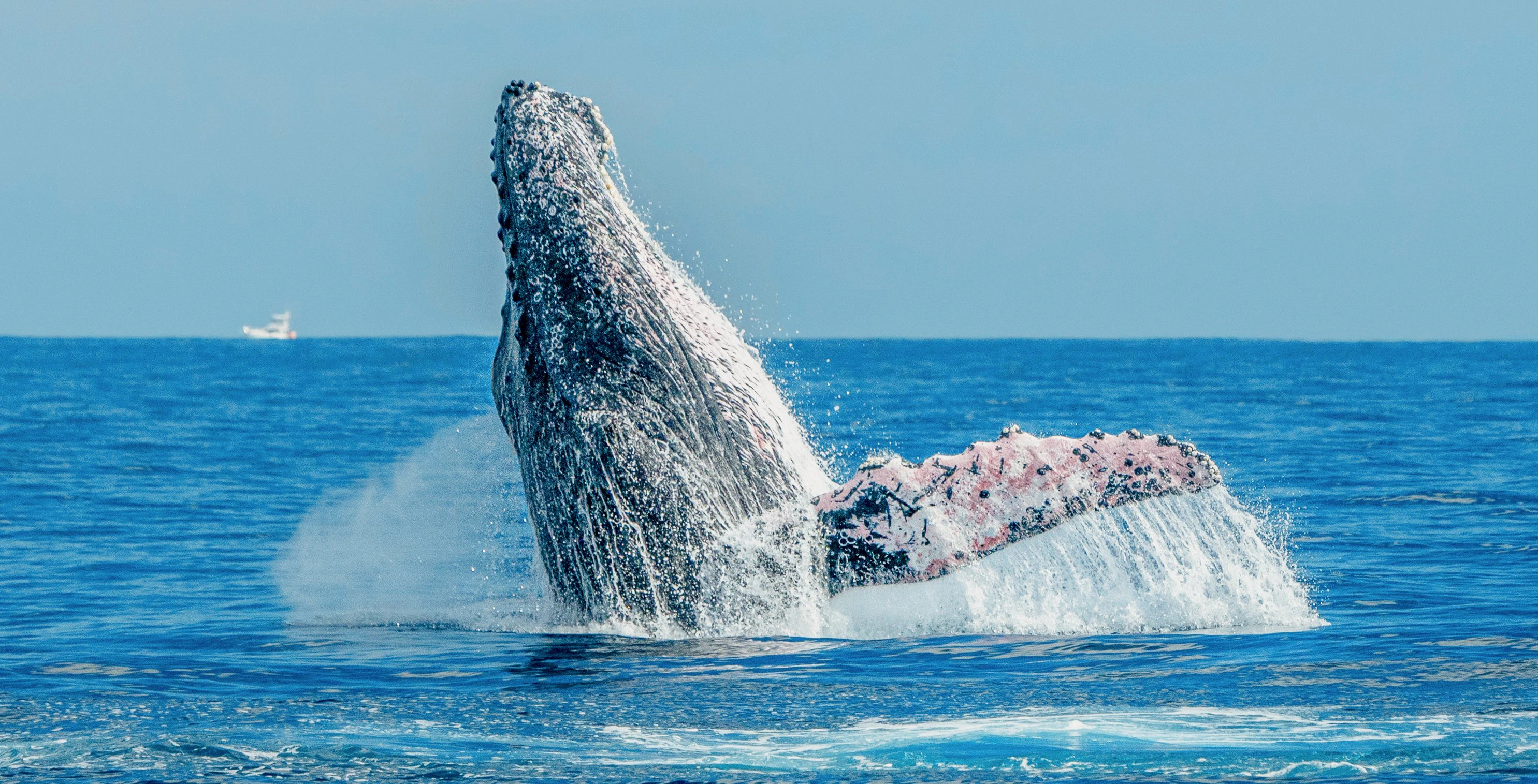 Humpback whale breaching in the ocean during Lanzarote whale watching tour.