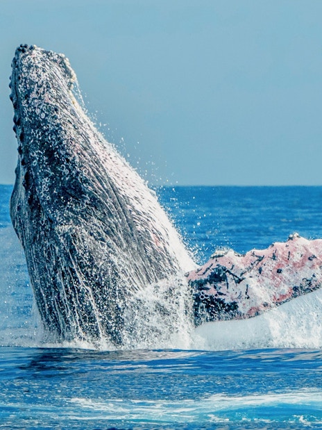Humpback whale breaching in the ocean during Lanzarote whale watching tour.