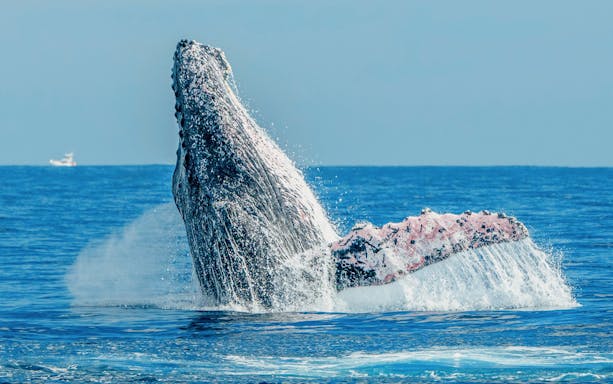 Humpback whale breaching in the ocean during Lanzarote whale watching tour.