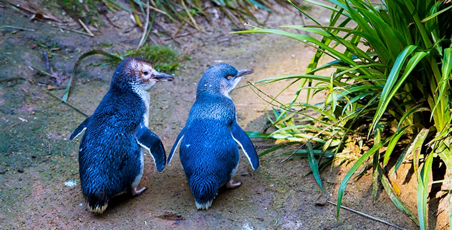 Parada Pingwinów na Phillip Island