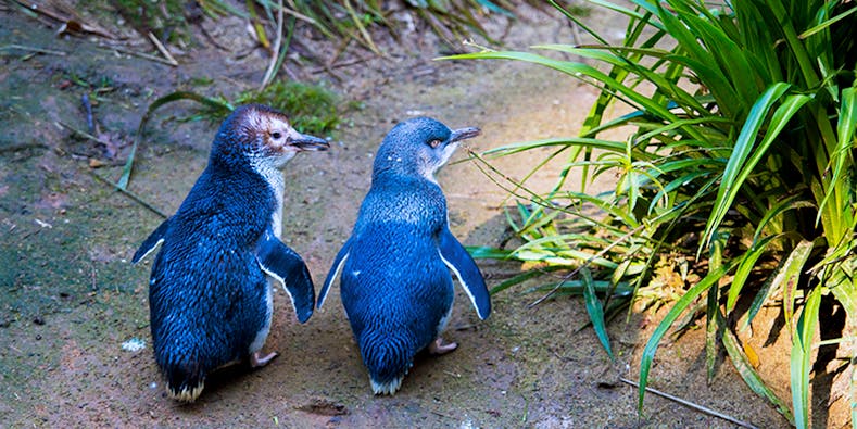 Desfile de pingüinos en Phillip Island