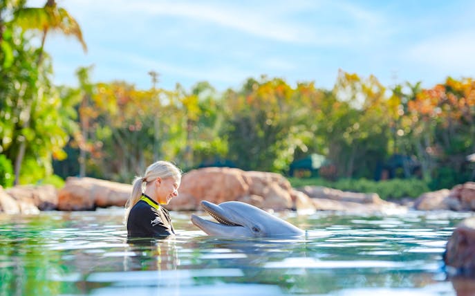 Person interacting with a dolphin at Discovery Cove Orlando.