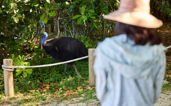 cassowary coast – goondoi-kulturerlebnis-10