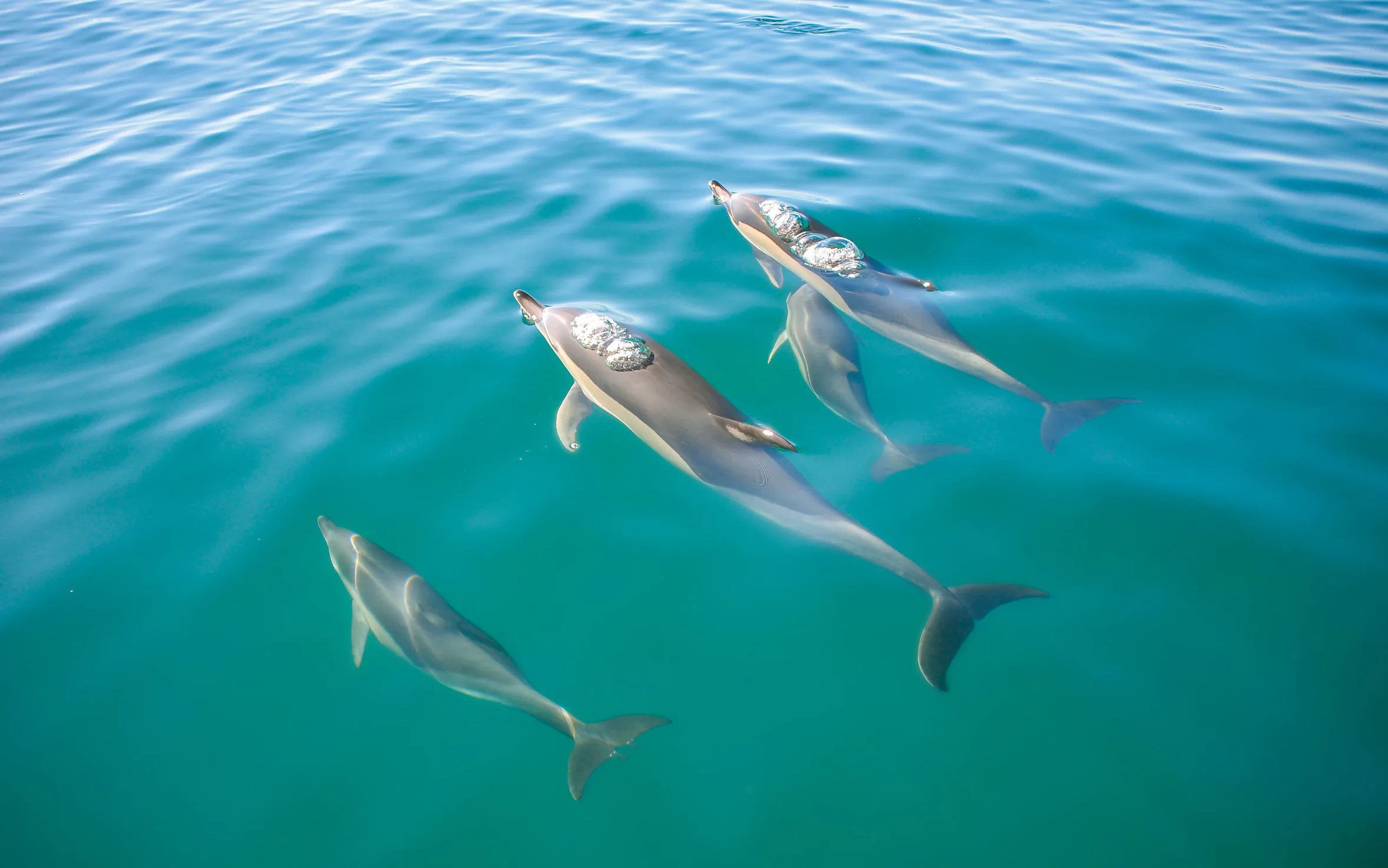 Dolphins swimming near Benagil Caves in clear blue water.