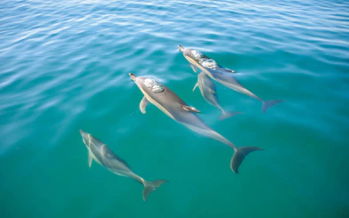 Dolphins swimming near Benagil Caves in clear blue water.