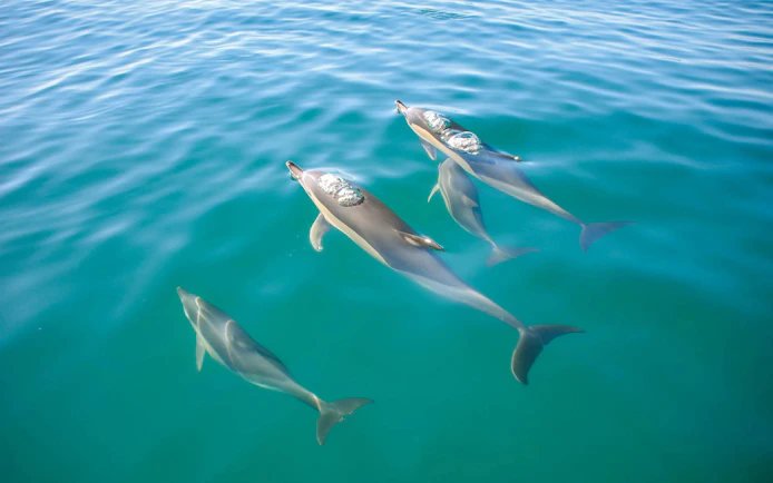 Dolphins swimming near Benagil Caves in clear blue water.