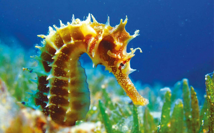 Seahorse swimming among sea plants at Theme Park Oltremare.