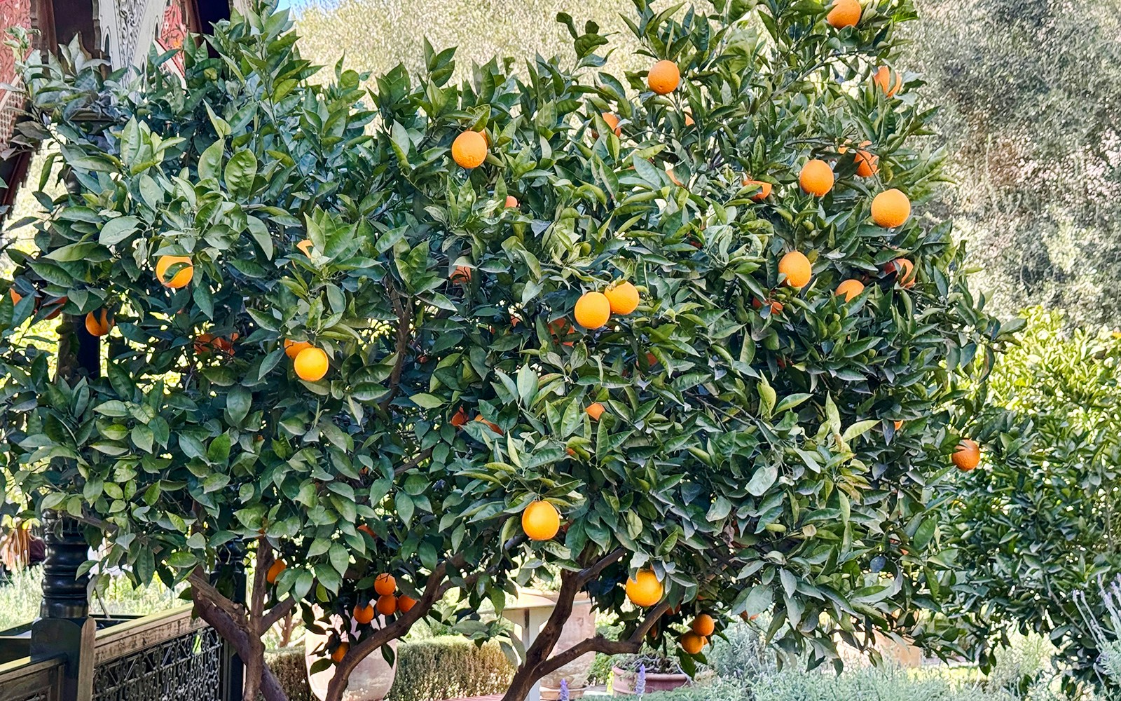 Orange trees in Jardin Secret garden.