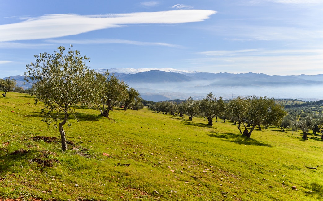 Olive trees on a hillside with Sierra Nevada mountains in the background, near Alhambra, Spain.