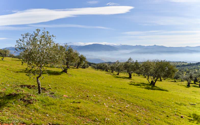 Olive trees on a hillside with Sierra Nevada mountains in the background, near Alhambra, Spain.