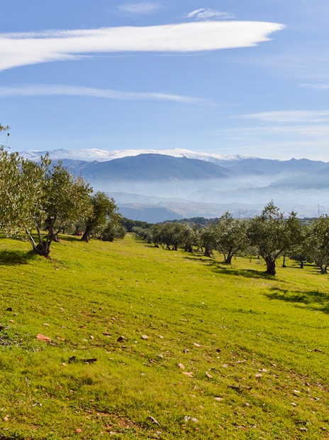 Olive trees on a hillside with Sierra Nevada mountains in the background, near Alhambra, Spain.