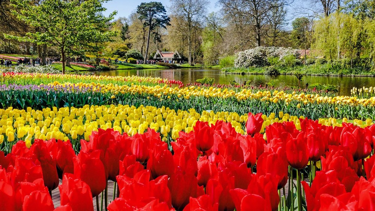 Tulips in bloom at Keukenhof Gardens, Amsterdam, with a pond and trees in the background.