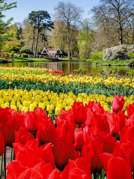 Tulips in bloom at Keukenhof Gardens, Amsterdam, with a pond and trees in the background.
