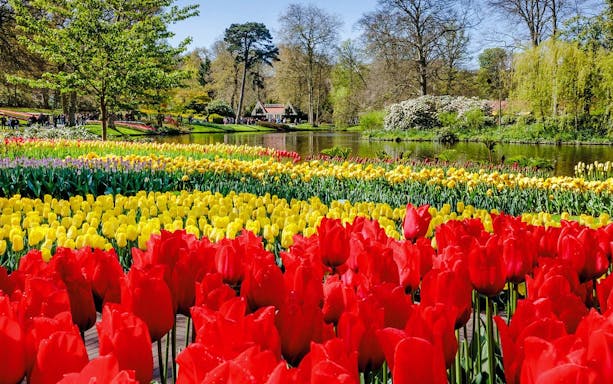 Tulips in bloom at Keukenhof Gardens, Amsterdam, with a pond and trees in the background.