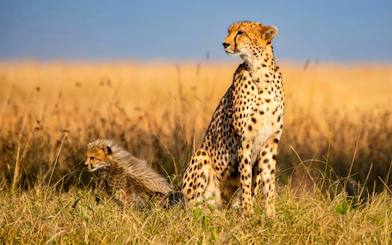 Cheetah and cub in Maasai Mara grassland.