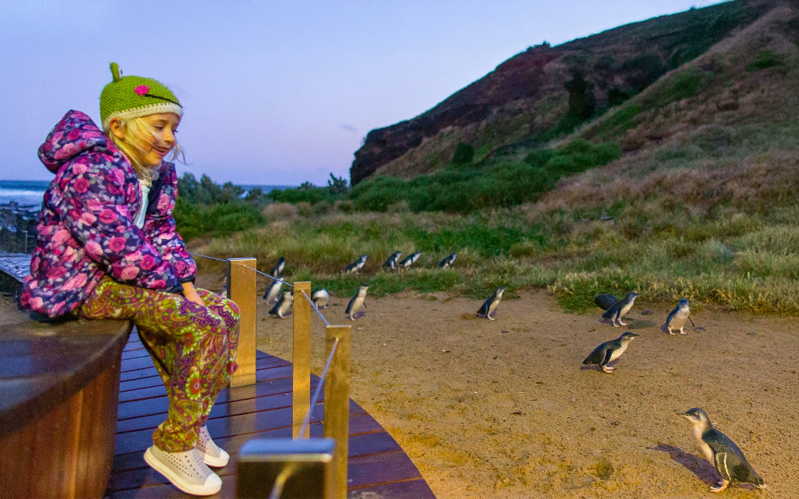 Phillip Island tours