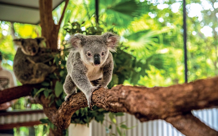 Koala climbing a branch at Kuranda Koala Gardens, Australia.