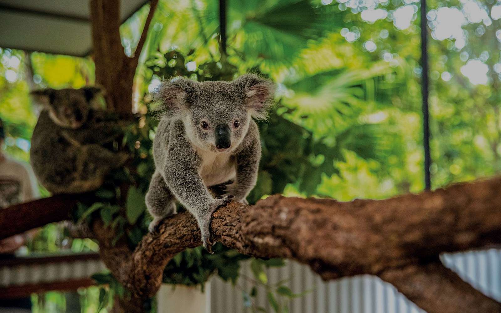 Koala climbing a branch at Kuranda Koala Gardens, Australia.