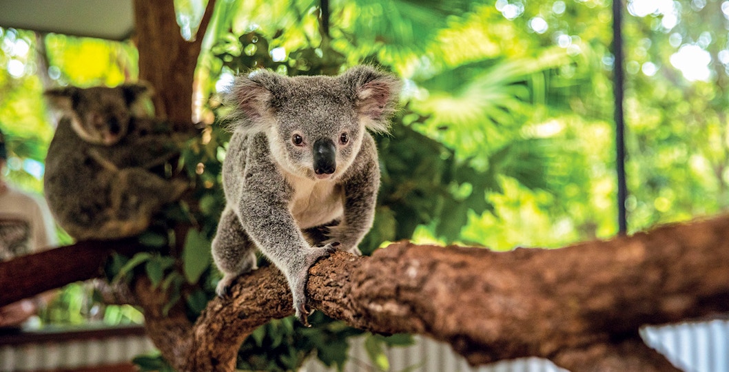 Koala climbing a branch at Kuranda Koala Gardens, Australia.
