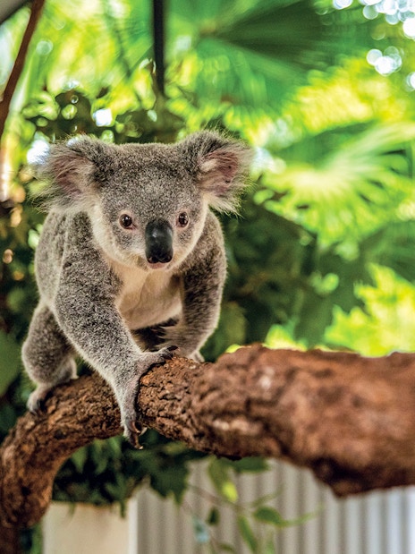 Koala climbing a branch at Kuranda Koala Gardens, Australia.
