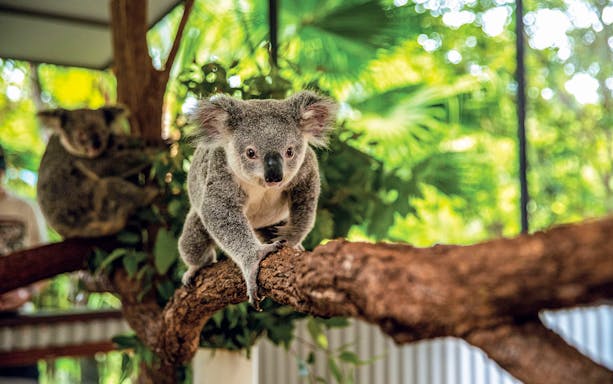 Koala climbing a branch at Kuranda Koala Gardens, Australia.