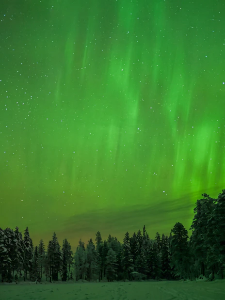 Northern lights over snowy forest in Rovaniemi, Finland.