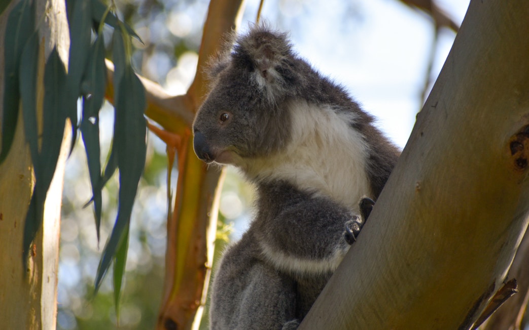 Koala in eucalyptus tree on Great Ocean Road tour from Melbourne.