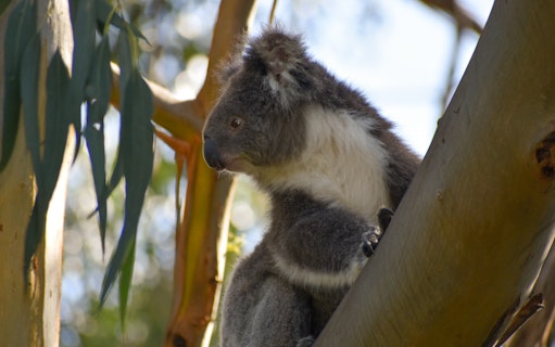 Koala in eucalyptus tree on Great Ocean Road tour from Melbourne.