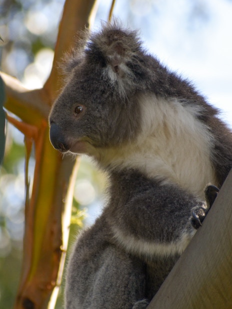 Koala in eucalyptus tree on Great Ocean Road tour from Melbourne.