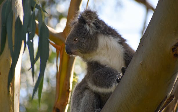 Koala in eucalyptus tree on Great Ocean Road tour from Melbourne.