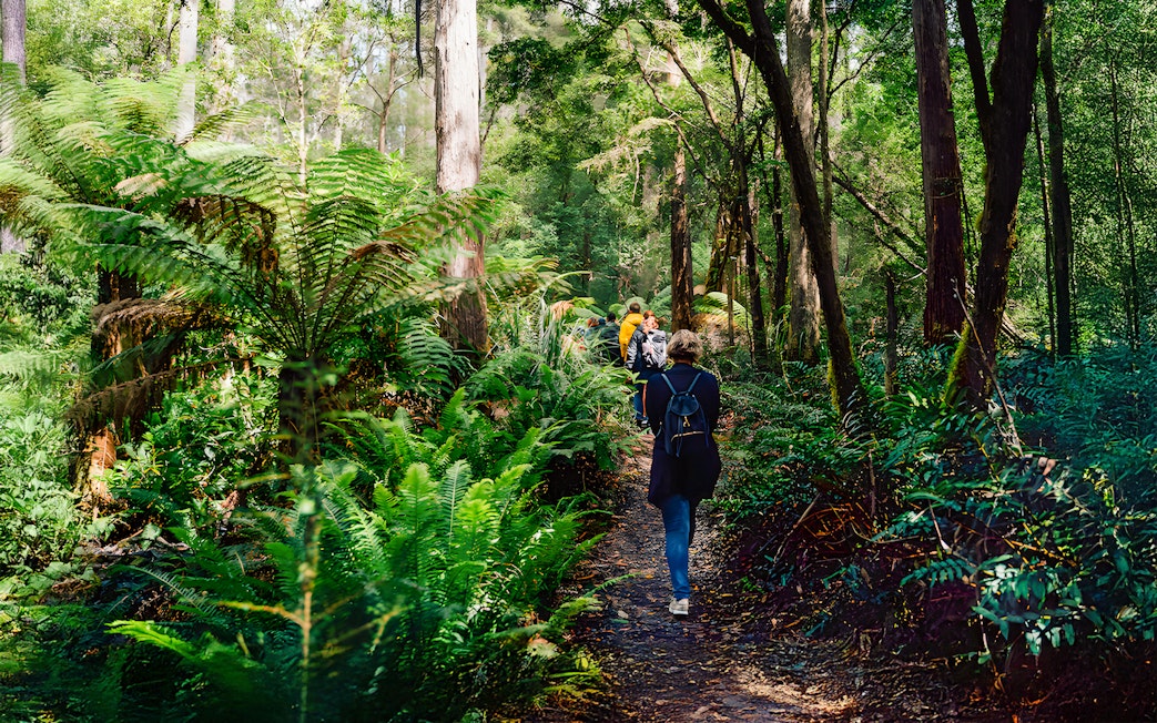 Group walking through lush forest on Bruny Island guided tour from Hobart.