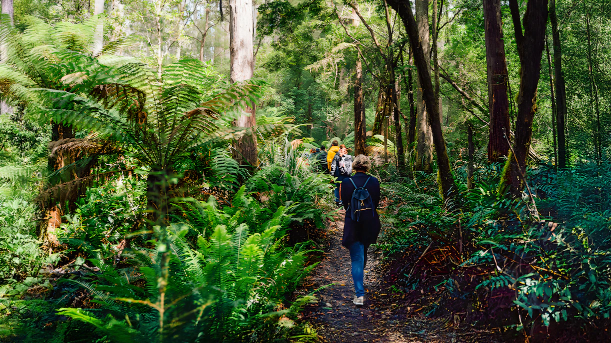 Group walking through lush forest on Bruny Island guided tour from Hobart.