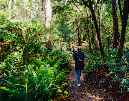 Group walking through lush forest on Bruny Island guided tour from Hobart.