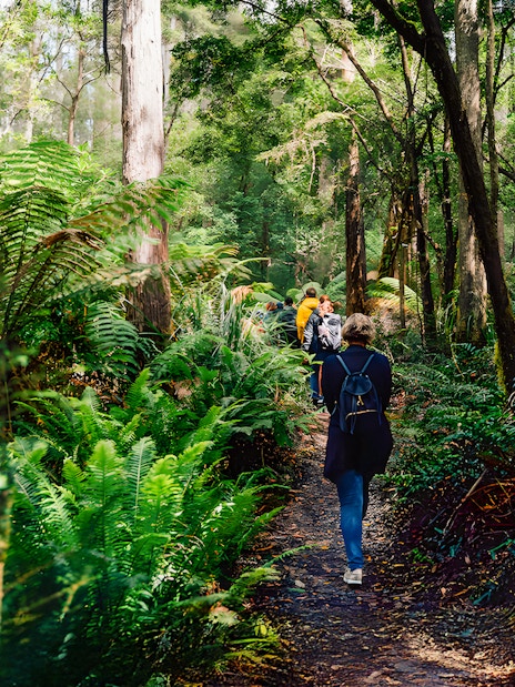 Group walking through lush forest on Bruny Island guided tour from Hobart.