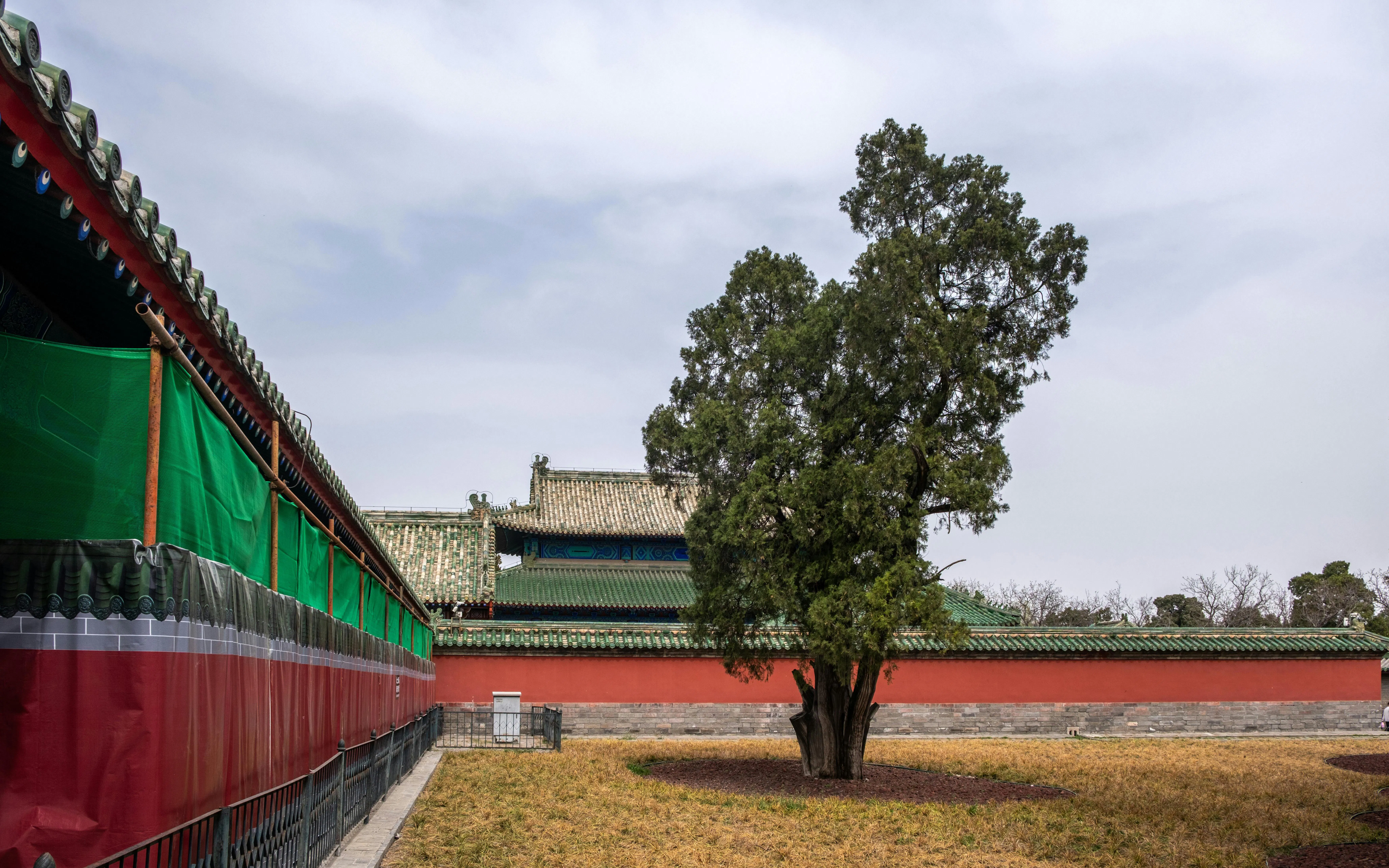 Temple of Heaven courtyard with cypress tree and traditional architecture in Beijing, China.