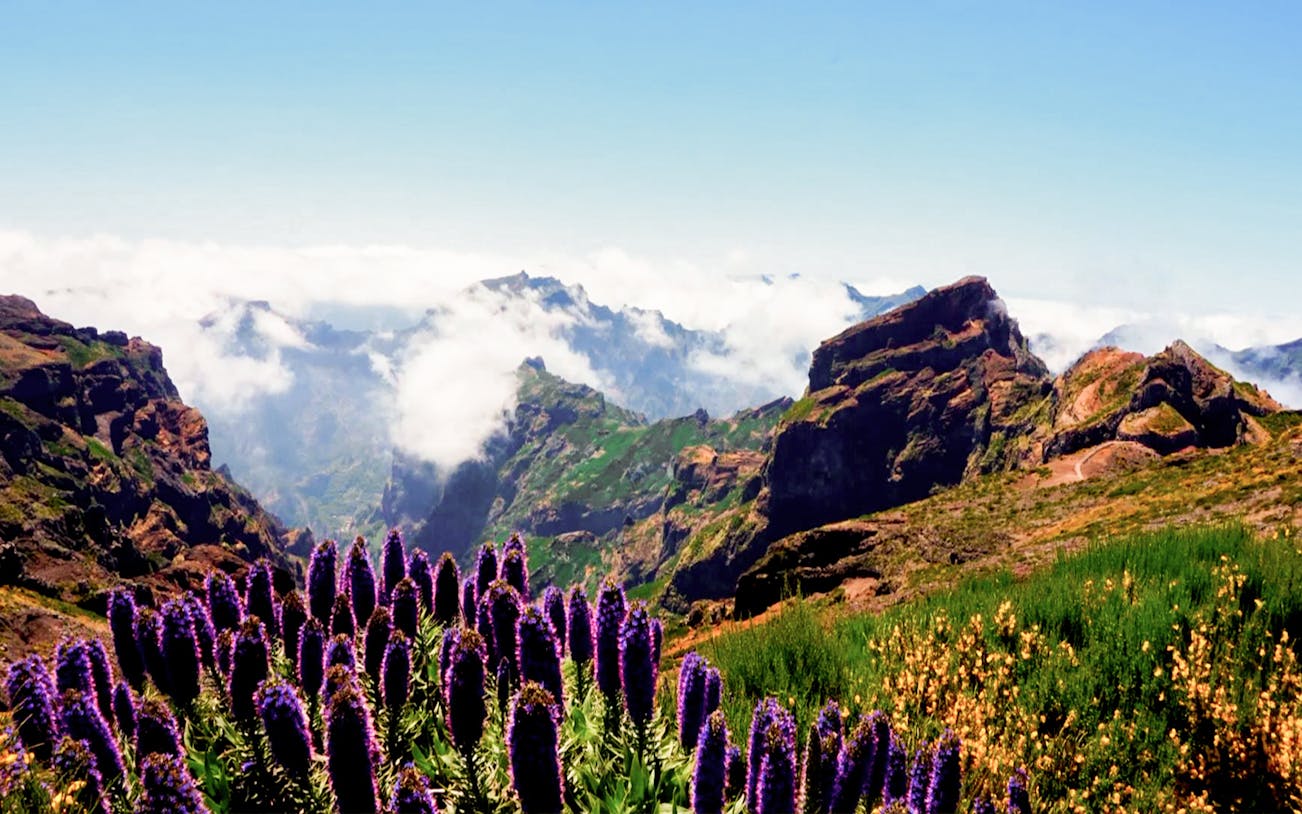 Areiro Peak view with purple flowers and clouds, part of Half-Day Guided Tour of Nun's Valley.
